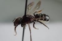 Chelostoma rapunculi