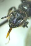 Chelostoma rapunculi