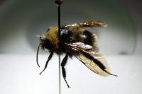 Bombus vestalis