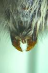 Bombus vestalis