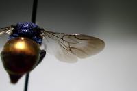 Holopyga generosa
