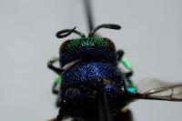 Holopyga generosa