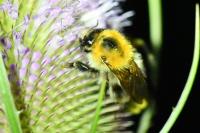 Bombus pascuorum