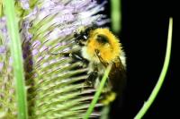 Bombus pascuorum
