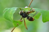 Vespa velutina
