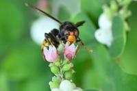 Vespa velutina
