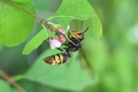 Vespa velutina
