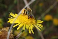 Tetralonia alticincta