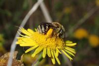Tetralonia alticincta