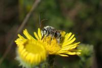 Tetralonia alticincta
