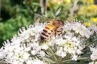 Apis