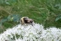 Bombus lucorum