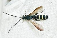 Metopius
