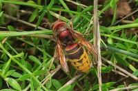 Vespa crabro