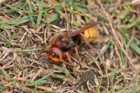 Vespa crabro