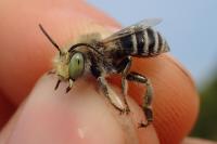 Anthophora bimaculata