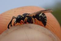 Pterocheilus phaleratus