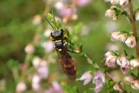 Mellinus arvensis