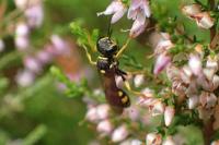 Mellinus arvensis
