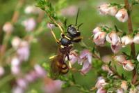Mellinus arvensis
