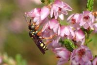 Nomada rufipes