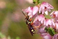 Nomada rufipes