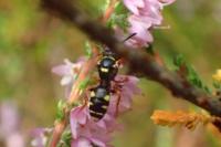 Nomada rufipes