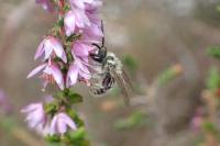 Andrena fuscipes