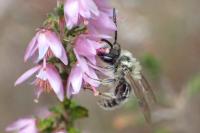 Andrena fuscipes
