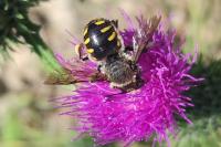 Anthidium septemspinosum
