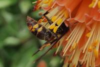 Vespa velutina