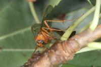 Enicospilus inflexus