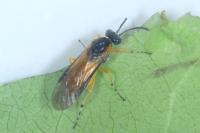 Athalia cordata
