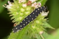 Athalia scutellariae