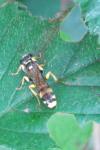 Mellinus arvensis