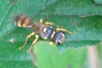 Mellinus arvensis
