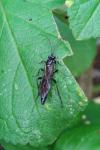 Melanichneumon