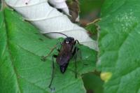 Melanichneumon