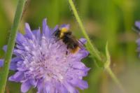 Bombus pratorum