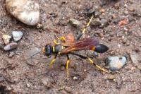 Sceliphron caementarium