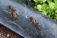 Sceliphron caementarium