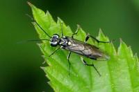 Pachyprotasis rapae