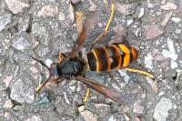 Vespa velutina