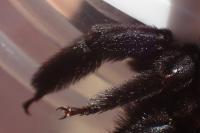 Xylocopa valga