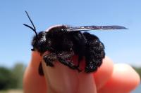 Xylocopa valga
