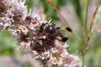 Macropis europaea