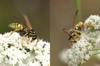 Polistes dominula