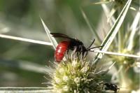 Sphecodes albilabris