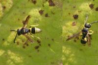 Ancistrocerus