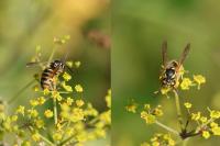 Vespula vulgaris